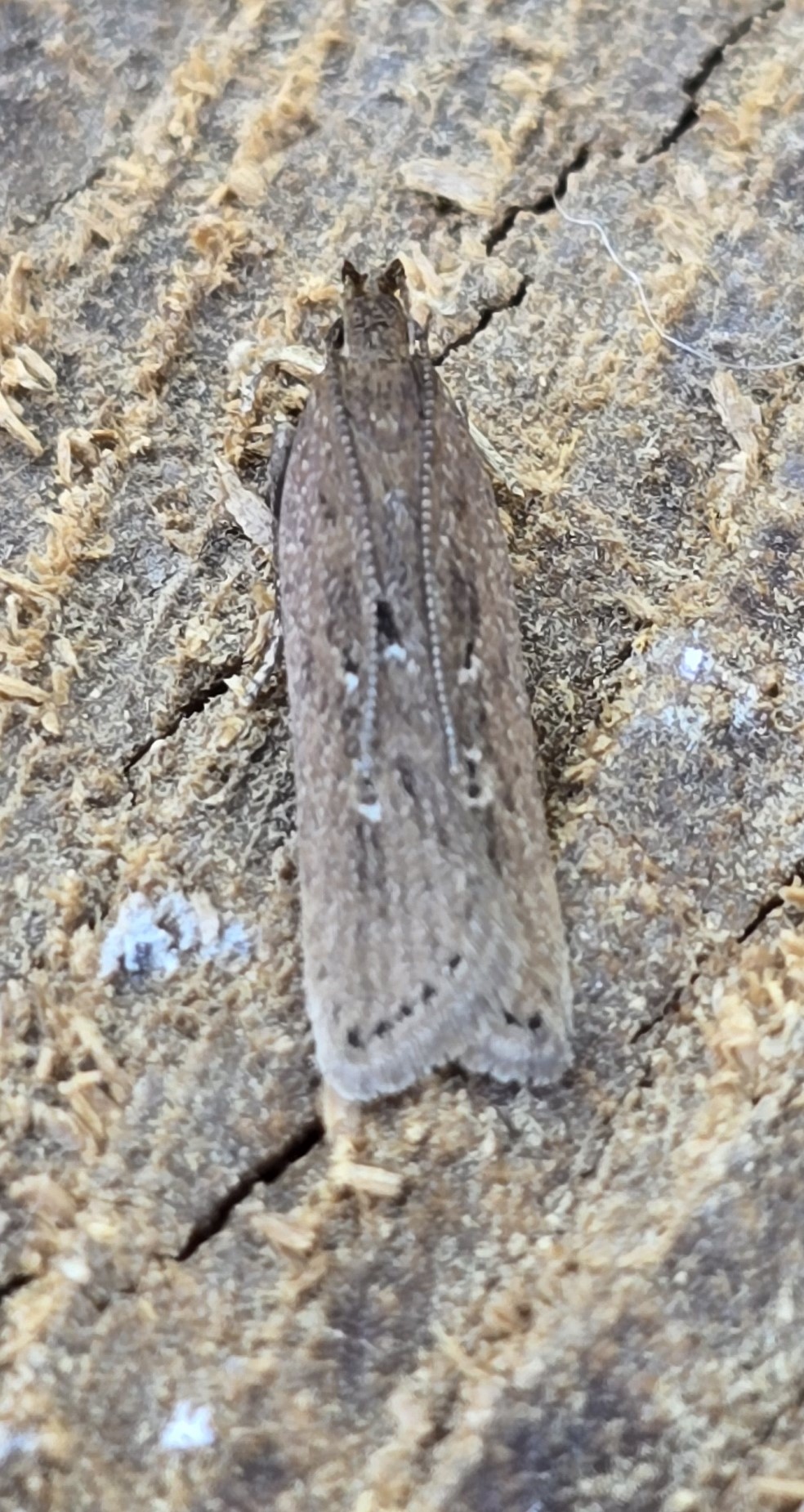 Photo of Bindweed Crest (Helcystogramma triannulella)